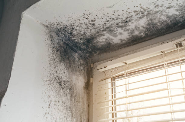 Affordable Attic Mold Remediation solutions in Lyons, GA