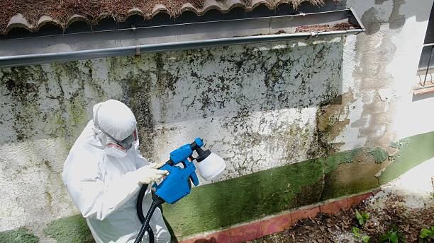 Top rated local Attic Mold Remediation specialists in Lyons, GA